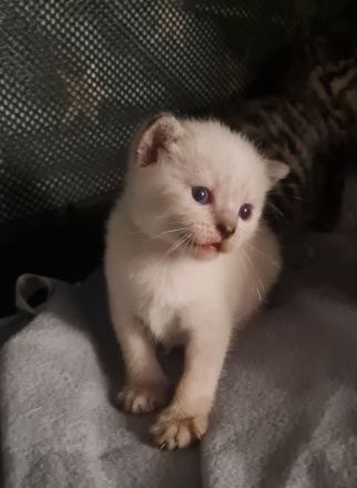 Wunderschöne BKH Kitten