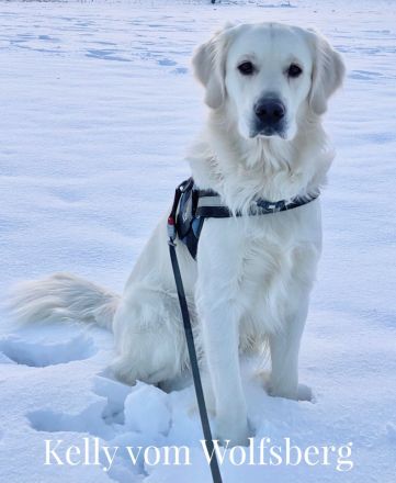 Golden Retriever Deckrüde Kelly vom Wolfsberg
