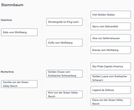 Golden Retriever Deckrüde Kelly vom Wolfsberg
