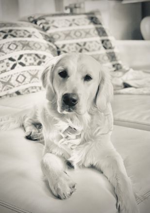 Golden Retriever Deckrüde Kelly vom Wolfsberg