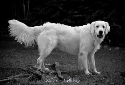 Golden Retriever Deckrüde Kelly vom Wolfsberg