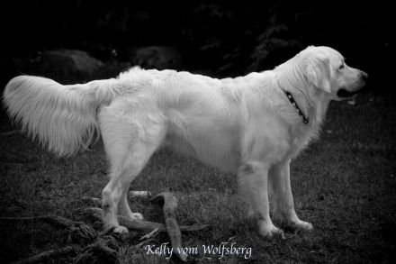 Golden Retriever Deckrüde Kelly vom Wolfsberg