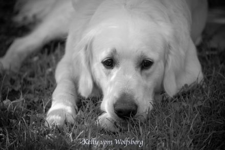 Golden Retriever Deckrüde Kelly vom Wolfsberg