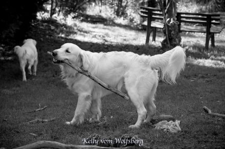 Golden Retriever Deckrüde Kelly vom Wolfsberg