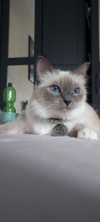 Heilige Birma kitten