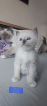 Heilige Birma kitten