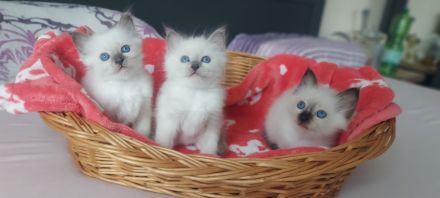 Heilige Birma kitten