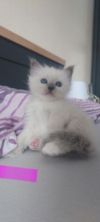 Heilige Birma kitten