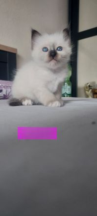 Heilige Birma kitten
