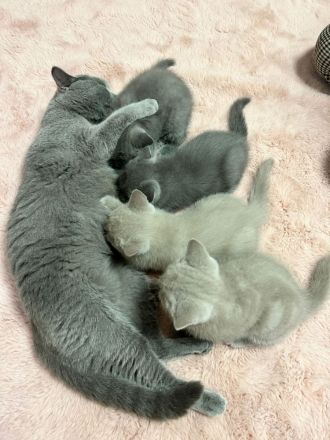 Reinrassige Bkh Kitten