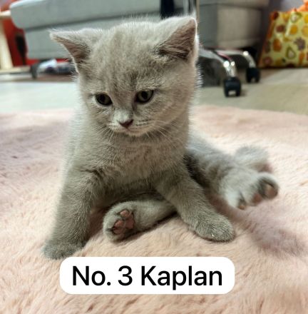 Reinrassige Bkh Kitten