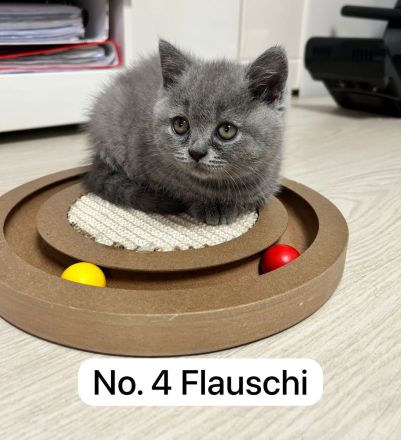 Reinrassige Bkh Kitten