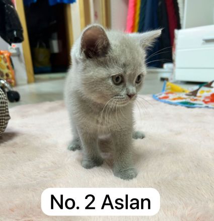 Reinrassige Bkh Kitten