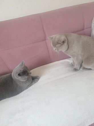 Reinrassige Bkh Kitten