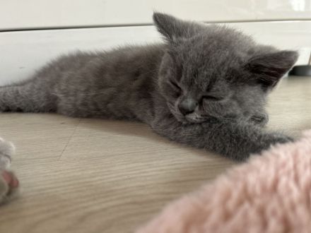 Reinrassige Bkh Kitten