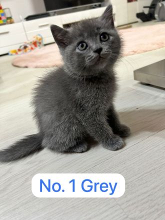 Reinrassige Bkh Kitten