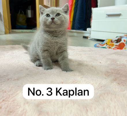 Reinrassige Bkh Kitten