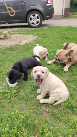 Französische Bulldogge / Labrador Drahtharr Mix Welpen