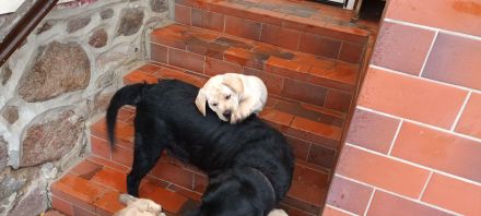 Französische Bulldogge / Labrador Drahtharr Mix Welpen