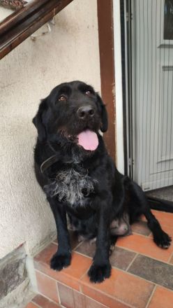 Französische Bulldogge / Labrador Drahtharr Mix Welpen