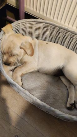 Französische Bulldogge / Labrador Drahtharr Mix Welpen