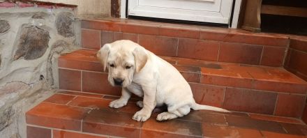 Französische Bulldogge / Labrador Drahtharr Mix Welpen