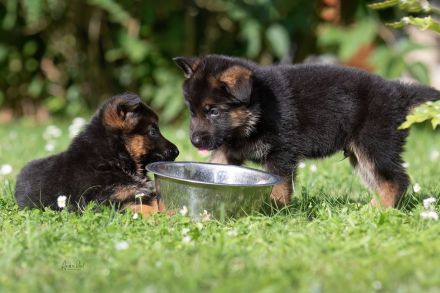 Von dem Würger vom Lichtenmoor