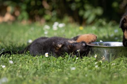 Von dem Würger vom Lichtenmoor