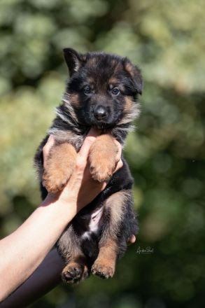 Von dem Würger vom Lichtenmoor