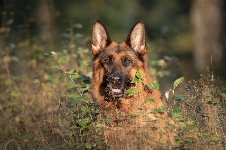 Von dem Würger vom Lichtenmoor
