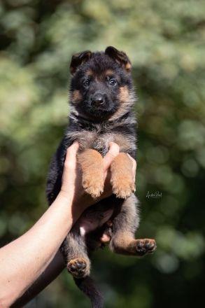 Von dem Würger vom Lichtenmoor