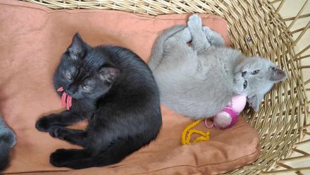 British Kurzhaar - Siam Mix