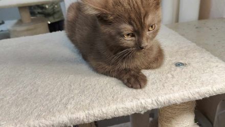 British Kurzhaar - Siam Mix