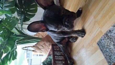 Französische Bulldogge