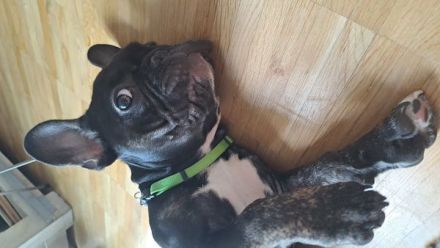 Französische Bulldogge