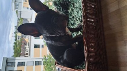 Französische Bulldogge