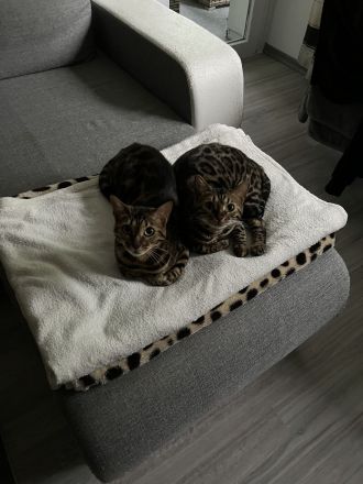 Zwei wunderschöne Bengalkatzen zu verkaufen