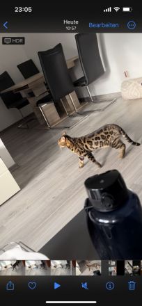 Zwei wunderschöne Bengalkatzen zu verkaufen