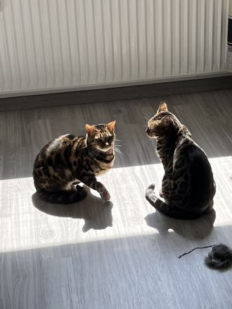 Zwei wunderschöne Bengalkatzen zu verkaufen