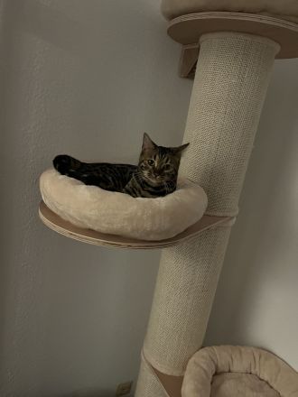 Zwei wunderschöne Bengalkatzen zu verkaufen