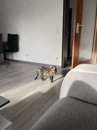 Zwei wunderschöne Bengalkatzen zu verkaufen