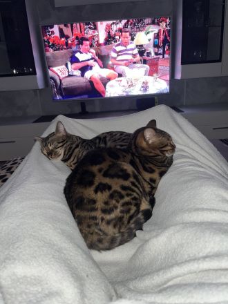 Zwei wunderschöne Bengalkatzen zu verkaufen