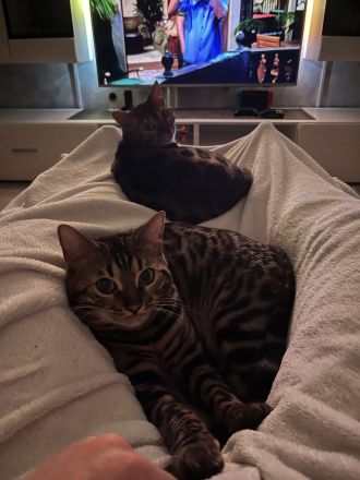 Zwei wunderschöne Bengalkatzen zu verkaufen