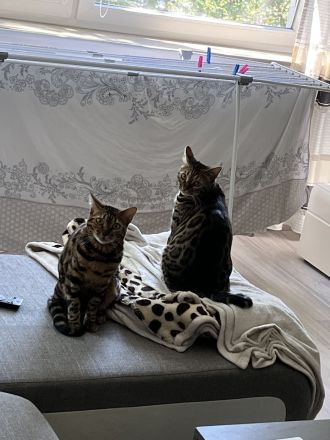 Zwei wunderschöne Bengalkatzen zu verkaufen