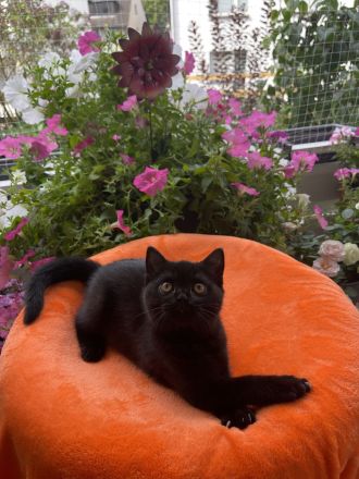 BKH Weibchen Abgabebereit ab sofort