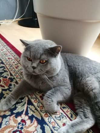 BKH Weibchen Abgabebereit ab sofort