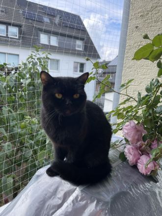 BKH Weibchen Abgabebereit ab sofort