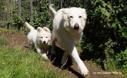 Django sucht noch seine zukünftige Familie