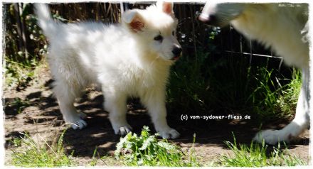 Django sucht noch seine zukünftige Familie