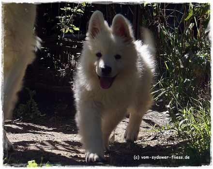 Django sucht noch seine zukünftige Familie